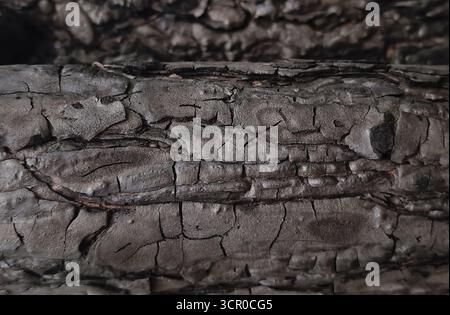 Close-up of charred wood with cracks and black carbon surface. Perfect abstract texture for backgrounds and design projects. Stock Photo
