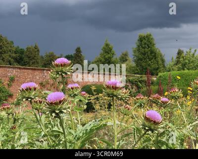 Dark threatening skies indicate a rain storm on the way, casting an eerie light over the dramatic globe artichokes in the gardens at Bowood House. Stock Photo