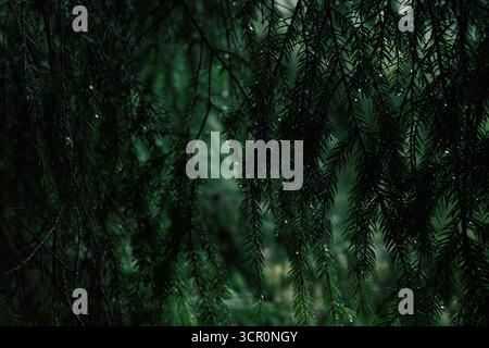 Horizontal photo of a pine branch with raindrops against a cloudy sky and forest background Stock Photo