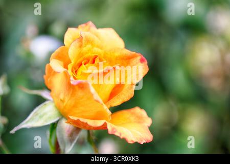 Yellow rose in a garden on blur background of green lawn. Selective focus. Low DOF Stock Photo