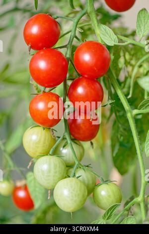 Cherry tomatoes on a bush in a greenhouse Stock Photo