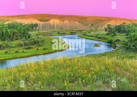 pre-dawn light over the marias river and wildflowers near chester, montana Stock Photo