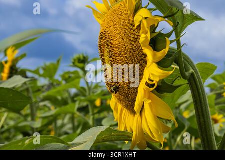 Closeup of a sunflower with bumble bee exploring. Stock Photo
