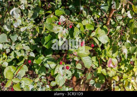 Ripe wild raspberries growing on green bush in sunlight Stock Photo