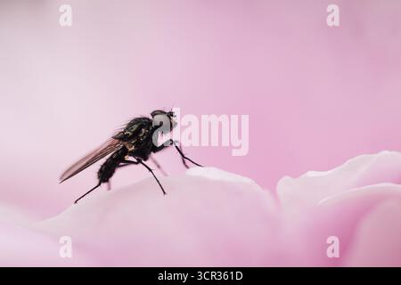 Fly (Diptera), close-up sitting on a pale pink petal of a peony, North Rhine-Westphalia, Germany Stock Photo