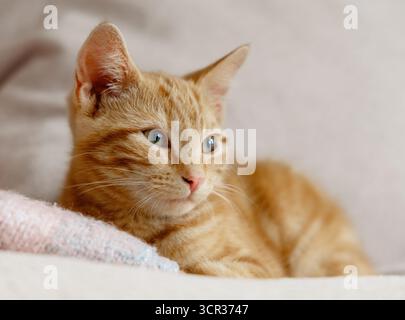 Ginger orange kitten resting Stock Photo