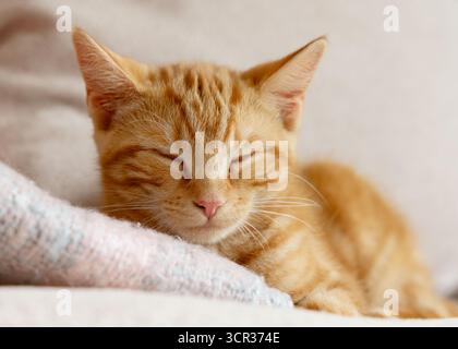 Ginger orange kitten sleeping Stock Photo