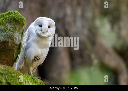 White Barn owl is posing in the forest. Horizontally. Stock Photo