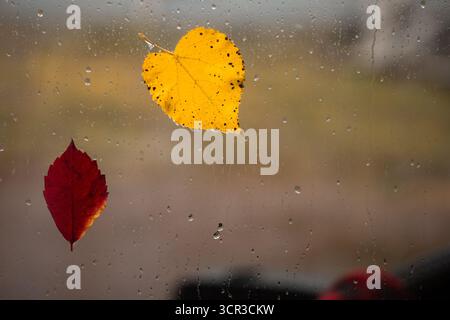 Two fallen leaves, one yellow and one red, cling to a window covered in raindrops. The blurry background reveals an overcast autumn day. Stock Photo
