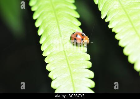 Close-up of orange ladybug with black spots on green fern leaf Stock Photo