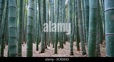 View of bamboo stick, in the middle of a bamboo forest  in Japan Stock Photo