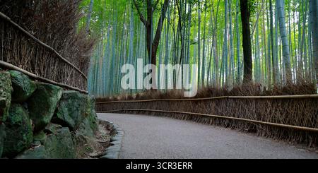 Path  in the middle of a bamboo forest  in Japan Stock Photo