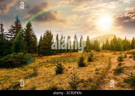 fir trees on a meadow at sunset. scenic landscape with coniferous forest in mountains under blue sky with heavy clouds in evening light. beautiful alp Stock Photo