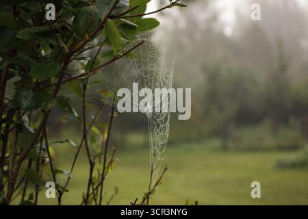 A close-up of a cobweb in the garden. Stock Photo