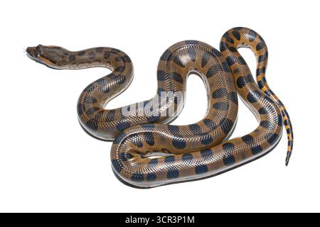 Giant anaconda (Eunectes murinus), white background, French Guiana Stock Photo