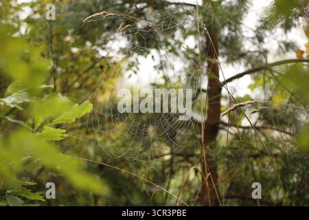 Close-up of a large cobweb. Stock Photo