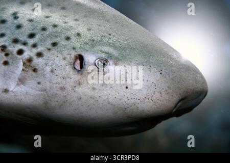 Leopard shark (Stegostoma fasciatum). Detail of the head. Maldives, Southern Hemisphere. Indian Ocean. Stock Photo