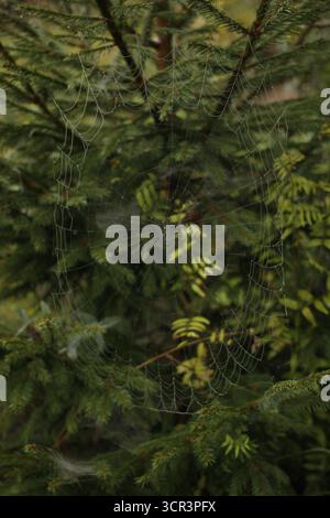 Spiderweb in front of a spruce tree. Stock Photo