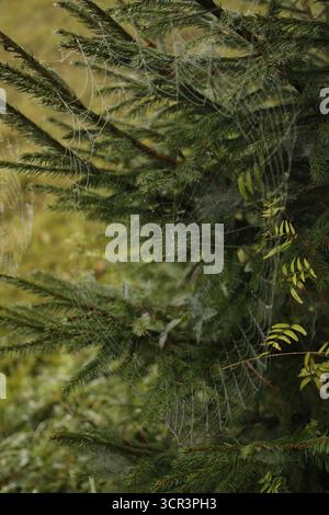 Spiderweb in front of a spruce tree. Stock Photo