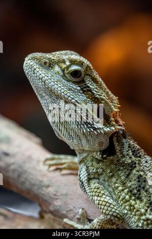 Portrait of a Central Bearded Dragon (Pogona vitticeps) in its terrarium Stock Photo