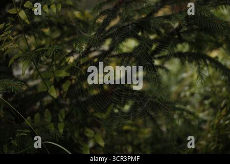 Spiderweb in front of a spruce tree. Stock Photo