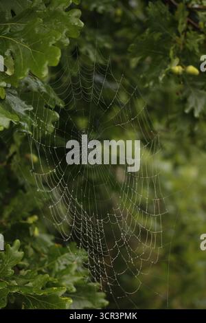 Spiderweb on an oak tree. Stock Photo