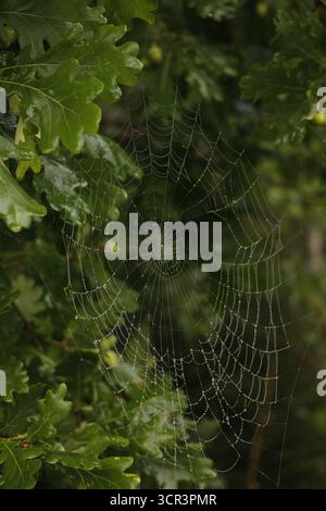 Spiderweb on an oak tree. Stock Photo