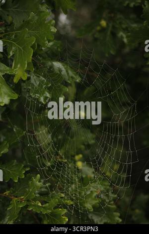 Spiderweb on an oak tree. Stock Photo