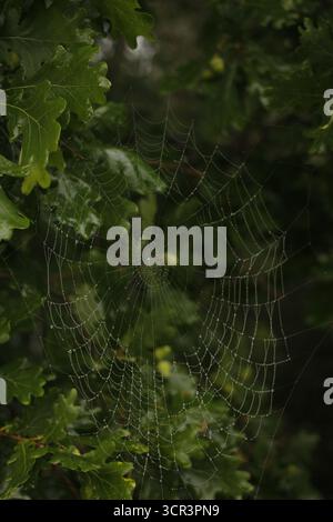Spiderweb on an oak tree. Stock Photo
