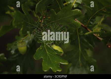 Spiderweb on an oak tree. Stock Photo