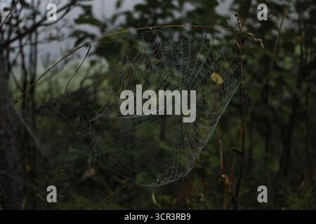 A spider web in the woods on a dewy autumn morning. Stock Photo