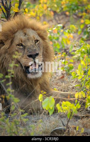 Gorgeous male lion (Panthera leo) with blod mane in mopane veld. Moremi Game Reserve. Okavango Delta. Botswana. Stock Photo