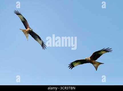 Red kites (Milvus milvus) in flight, Vosges du Nord Regional Nature Park, France Stock Photo