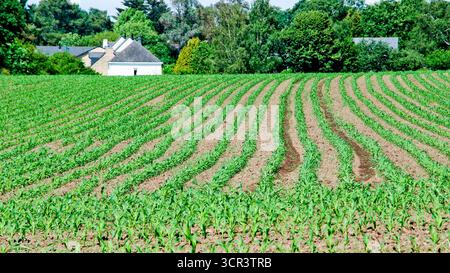 Corn growing in the Gulf of Morbihan, Southern Brittany, France Stock Photo