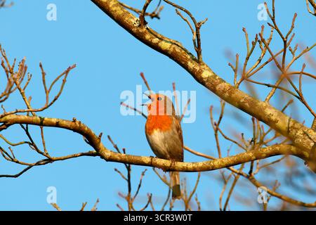 European Robin (Erithacus rubecula) adult male singing on a branch, Finistere, France Stock Photo
