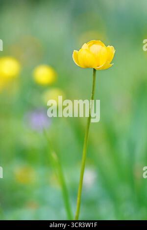 Wild European globeflower (Trollius europaeus) on a rainy spring evening, Doubs, France Stock Photo