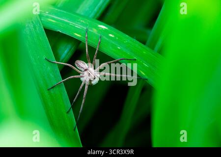 Nursery-web spider (Pisaura mirabilis) female carrying an egg cocoon in a garden, Bouxieres aux dames, Lorraine, France Stock Photo