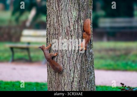 Red squirrels (Sciurus vulgaris) chasing each other on a trunk, Parc Sainte Marie, Nancy, Lorraine, France Stock Photo