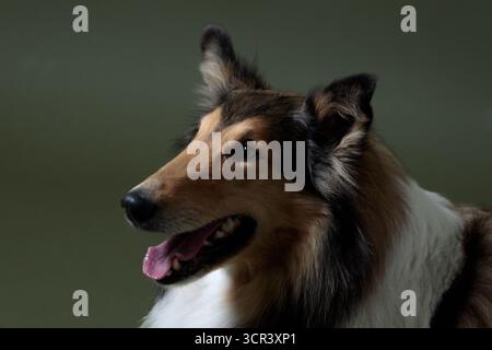 Collie like a panting close-up, photographed against a green background Stock Photo