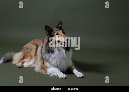 A calm Collie rests peacefully against an olive green background, exuding tranquility and grace. The soft tones of the backdrop enhance the dog’s fluf Stock Photo