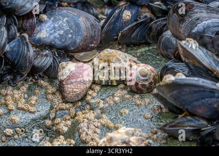 Purple topshell (Steromphala umbilicalis), limpet (Patella sp.), Thick topshell (Phorcus lineatus), mussels (Mytilus edulis), and barnacles on a rock Stock Photo