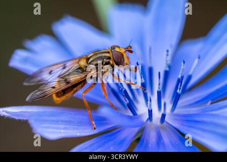 Bronze Sap Hoverfly (Ferdinandea cuprea) on wild chicory flower, Lorraine, France Stock Photo