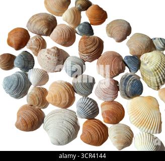 Seashells isolated on white background Stock Photo