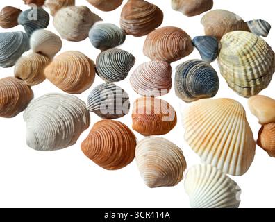 Seashells isolated on white background Stock Photo
