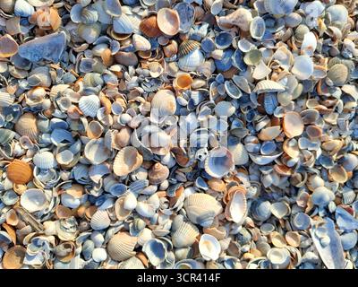 Background with seashells on a beach in Mamaia, Constanta Stock Photo