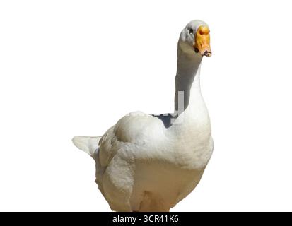 White goose isolated on white background Stock Photo