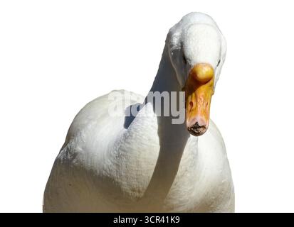 White goose isolated on white background Stock Photo