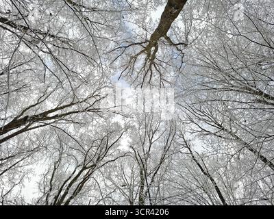 Snowy trees in a forest seen from below Stock Photo