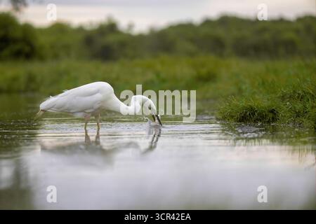 Great egret (Ardea alba) catching fish in a pond, Neusiedler see national park, Austria Stock Photo