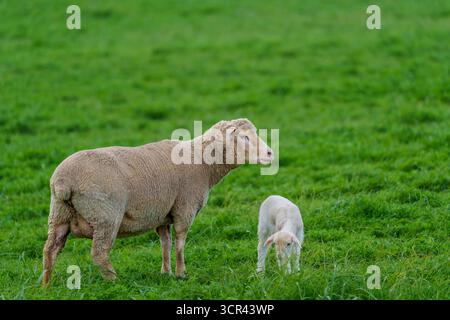 A ewe stands protectively beside her lamb in a vibrant green field near Caledon, Western Cape, South Africa. The tranquil rural scene captures materna Stock Photo